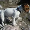 Jack Russell Terrier