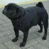 Mops