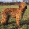 Owczarek francuski Briard