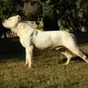 Dog argentyński