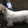 Sealyham Terrier