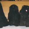 Puli kolorowy