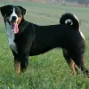 Appenzeller