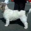 Grand Basset griffon vendeen