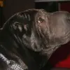 Shar Pei