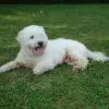 Puli biały