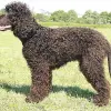 Irlandzki spaniel dowodny