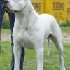 Dog argentyński