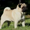 Mops