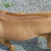 Rhodesian Ridgeback
