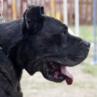 Dog kanaryjski