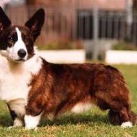 Welsh Corgi Cardigan