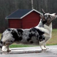 Welsh Corgi Cardigan