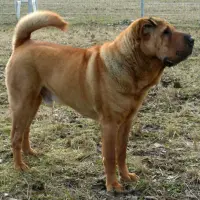 Shar Pei