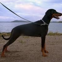Doberman