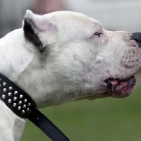 Dog argentyński