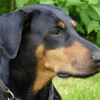 Doberman
