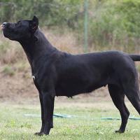 Dog kanaryjski