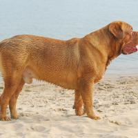 Dogue de Bordeaux