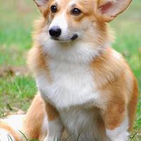 Welsh Corgi Pembroke