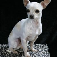 Chihuahua krótkowłosy
