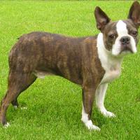 Boston Terrier