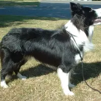 Border Collie