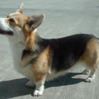 Welsh Corgi Pembroke