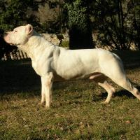 Dog argentyński