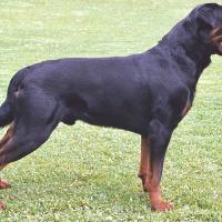 Rottweiler