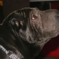 Shar Pei