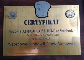 hodowla Chihuahua Z Elrom