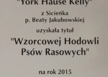 hodowla York Hause Kelly