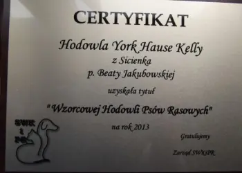hodowla York Hause Kelly