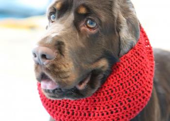 Międzynarodowa Wystawa Psów Rasowych oraz Specjalistyczna Championów - Knurów