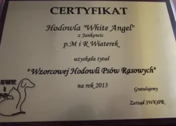 hodowla White Angel