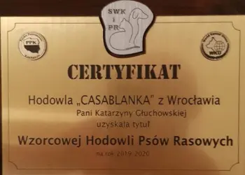 hodowla Casablanka