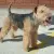Lakeland Terrier