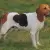 Chien d`Artois