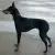 English Toy Terrier