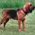 Bloodhound