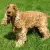 Cocker spaniel angielski
