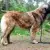 Leonberger