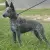 Australian Stumpy Tail Cattle Dog