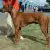Rhodesian Ridgeback