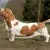 Basset Hound