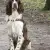 Springer spaniel angielski