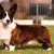Welsh Corgi Cardigan