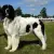 Landseer (typ kontynentalno-europejski)