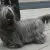 Skye Terrier